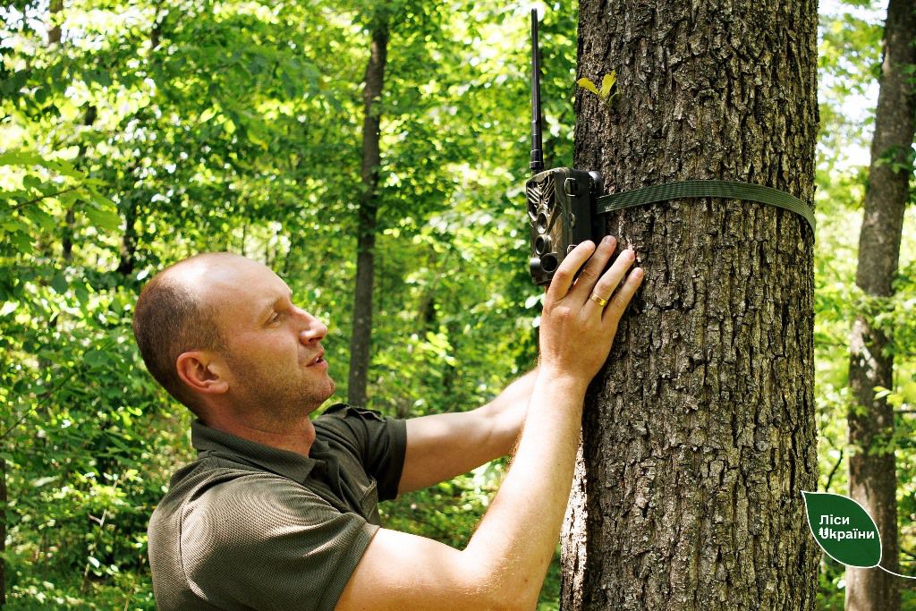 Кількість незаконних рубок зменшилася вдвічі